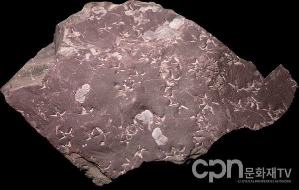 새발자국화석(사진=문화재청)